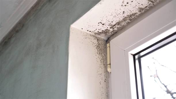 Office Mold Removal Services in Rome, IL