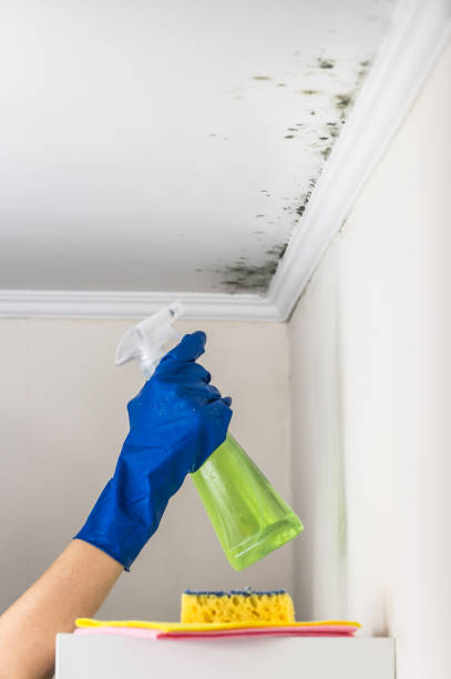 Best Attic Mold Removal  in Rome, IL