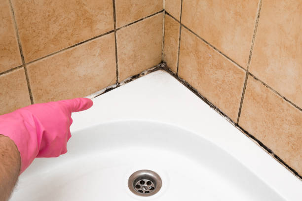 Best Mold Remediation  in Rome, IL